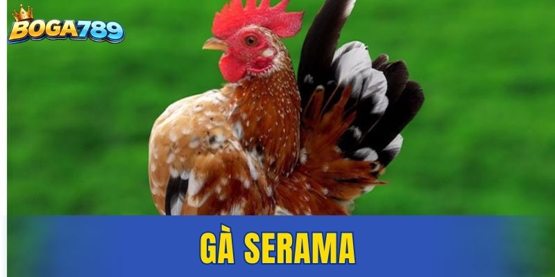 gà Serama