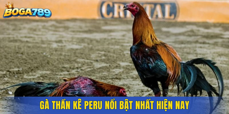 Gà thần kê Peru nổi bật nhất hiện nay