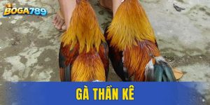 Gà thần kê