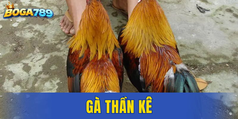 Gà thần kê