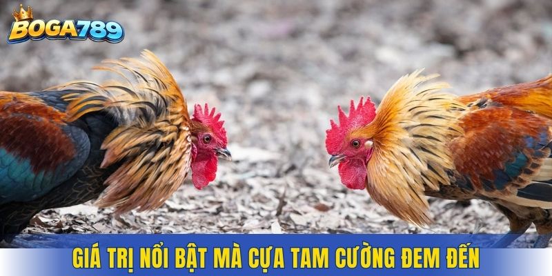 Giá trị nổi bật mà Cựa Tam Cường đem đến