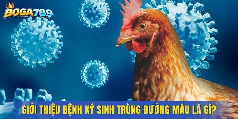 Giới thiệu bệnh ký sinh trùng đường máu là gì?