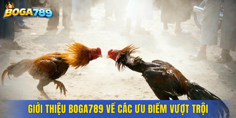 Giới thiệu Boga789 về các ưu điểm vượt trội