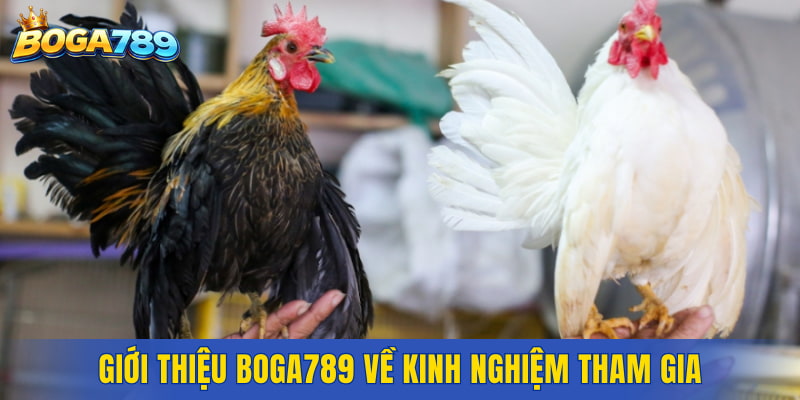 Giới thiệu Boga789 về kinh nghiệm tham gia