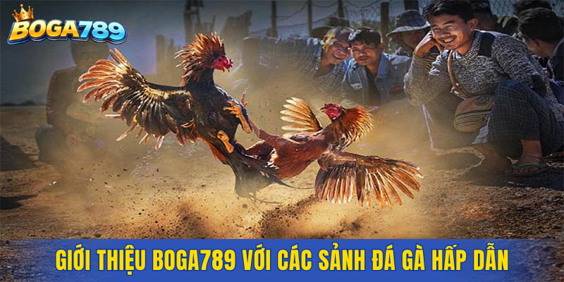 Giới thiệu Boga789 với các sảnh đá gà hấp dẫn