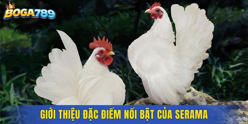 Giới thiệu đặc điểm nổi bật của Serama