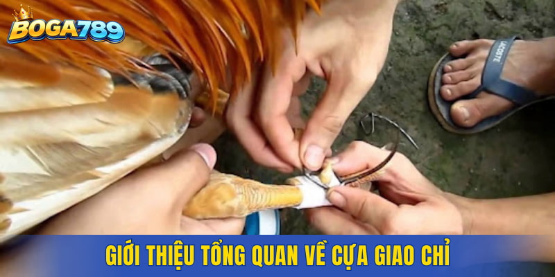 Giới thiệu tổng quan về cựa giao chỉ