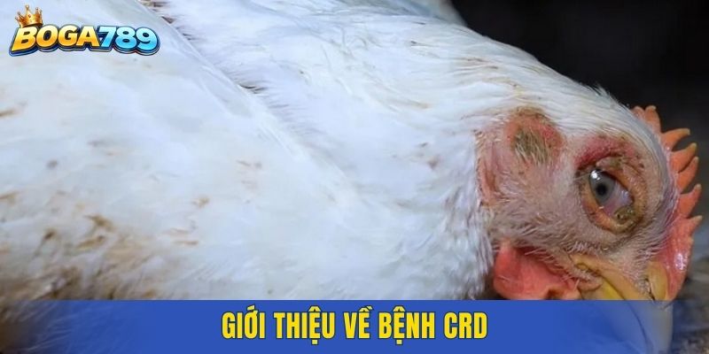 Giới thiệu về bệnh CRD
