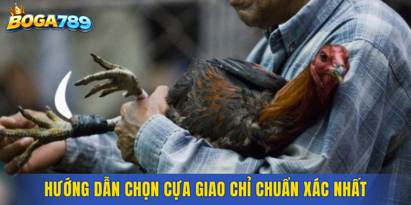 Hướng dẫn chọn cựa giao chỉ chuẩn xác nhất
