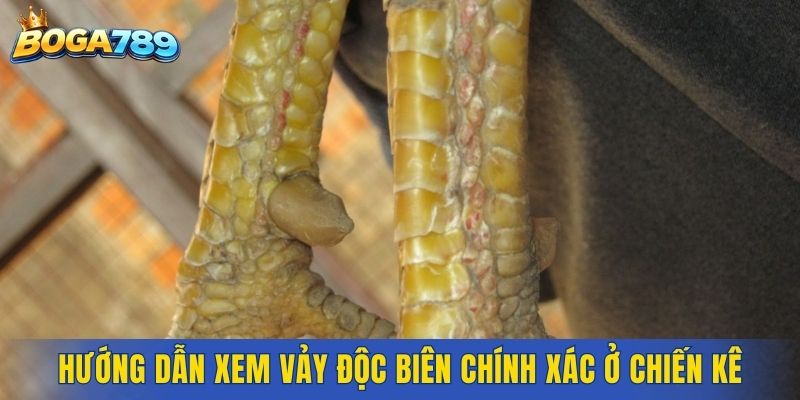 Hướng dẫn xem vảy độc biên chính xác ở chiến kê