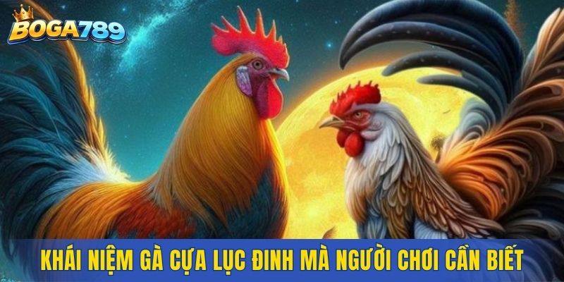 Khái niệm gà Cựa Lục Đinh mà người chơi cần biết