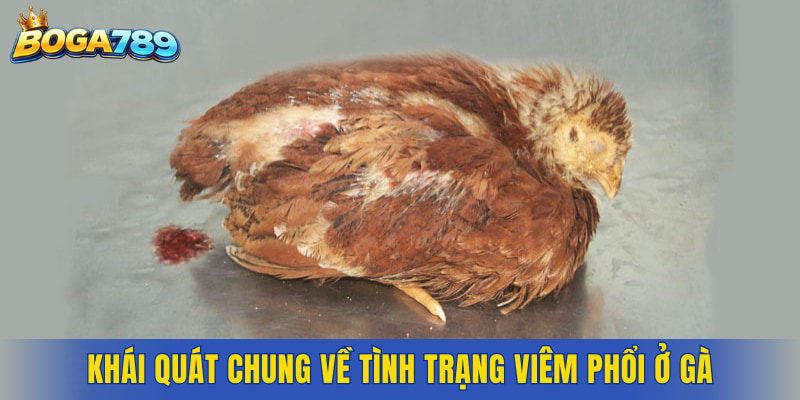 Khái quát chung về tình trạng viêm phổi ở gà
