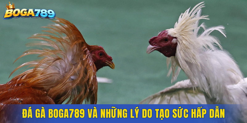 Khái quát về đá gà Boga789 và những lý do tạo sức hấp dẫn