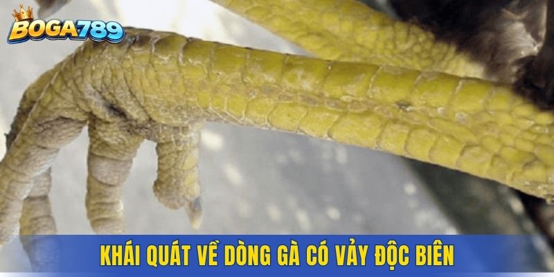 Khái quát về dòng gà có vảy độc biên