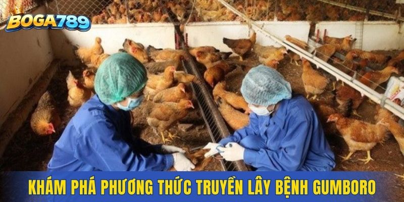 Khám phá phương thức truyền lây bệnh Gumboro