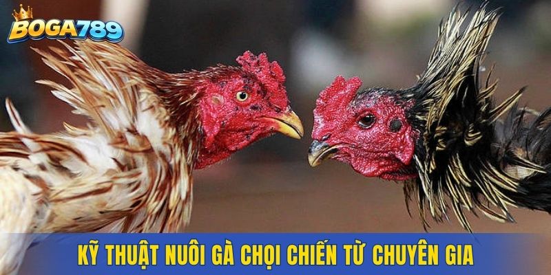 Kỹ thuật nuôi gà chọi chiến chuyên nghiệp từ chuyên gia