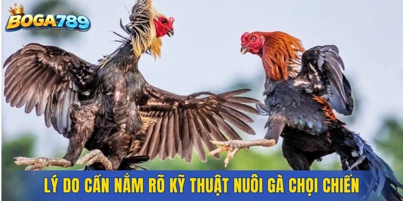 Lý do cần nắm rõ kỹ thuật nuôi gà chọi chiến