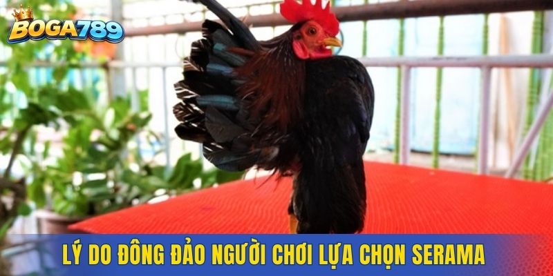Lý do đông đảo người chơi lựa chọn Serama 