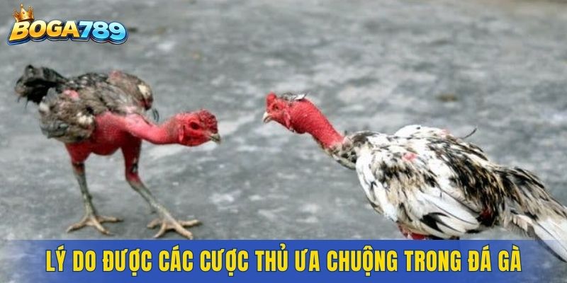 Lý do được các cược thủ ưa chuộng trong đá gà