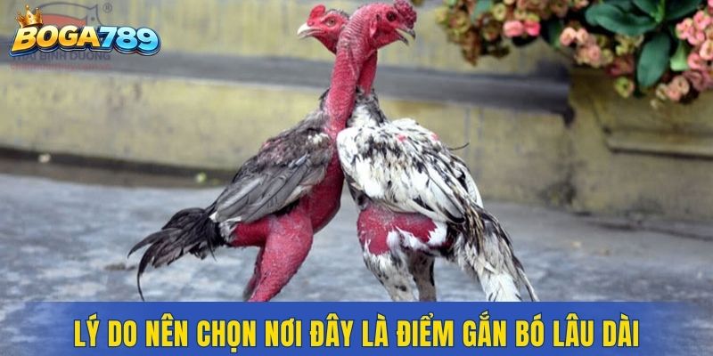 Lý do nên chọn nơi đây là điểm gắn bó lâu dài
