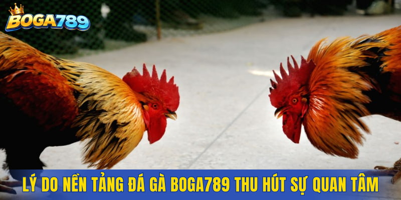 Lý do nền tảng đá gà Boga789 thu hút sự quan tâm