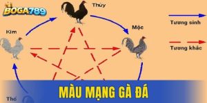 Màu mạng gà đá