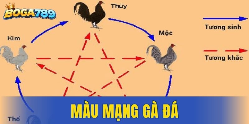 Màu mạng gà đá