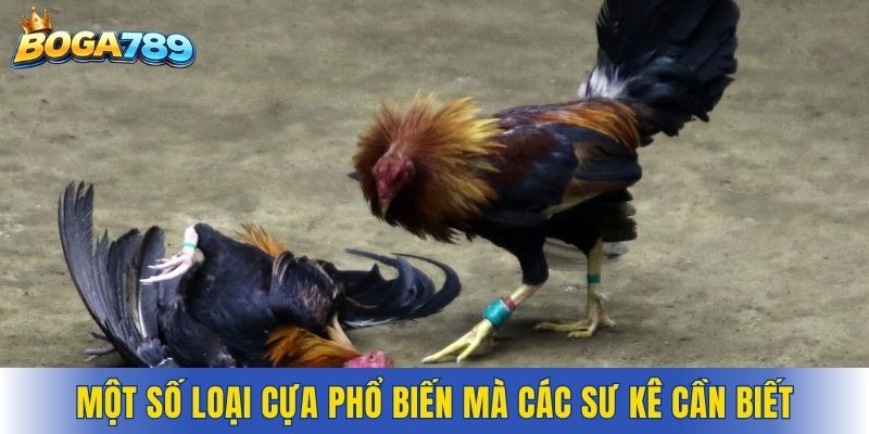 Một số loại cựa phổ biến mà các sư kê cần biết