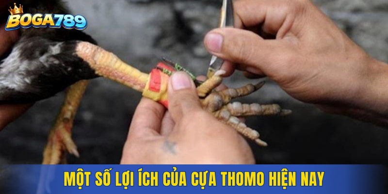 Một số lợi ích của cựa Thomo hiện nay