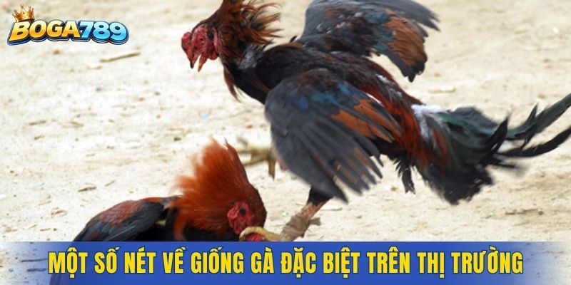 Một số nét về giống gà đặc biệt trên thị trường
