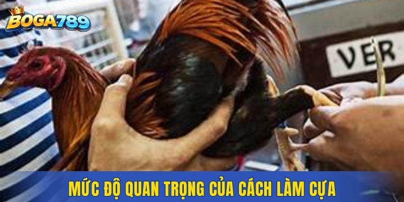 Mức độ quan trọng của cách làm cựa