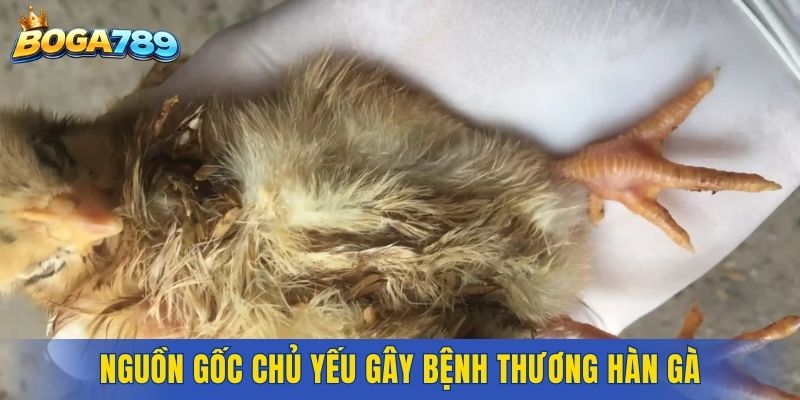 Nguồn gốc chủ yếu gây bệnh thương hàn gà