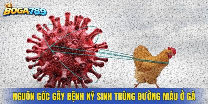 Nguồn gốc gây ra bệnh ký sinh trùng đường máu ở gà