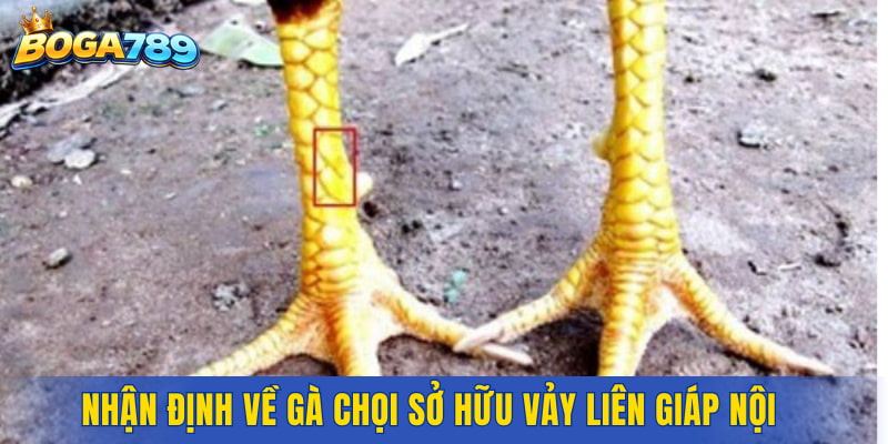 Nhận định về gà chọi sở hữu Vảy Liên Giáp Nội