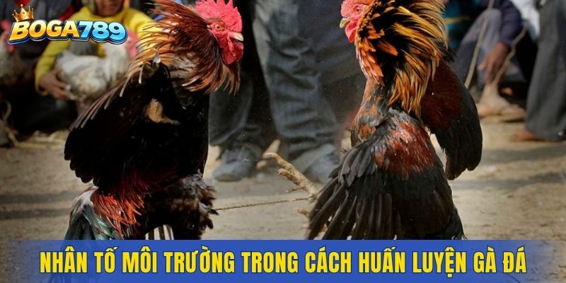 Nhân tố môi trường trong cách huấn luyện gà đá cựa sắt