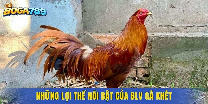 Những lợi thế nổi bật của blv gà khét