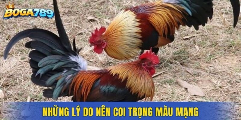 Những lý do nên coi trọng màu mạng