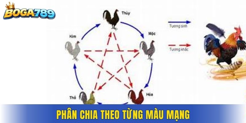Phân chia theo từng màu mạng
