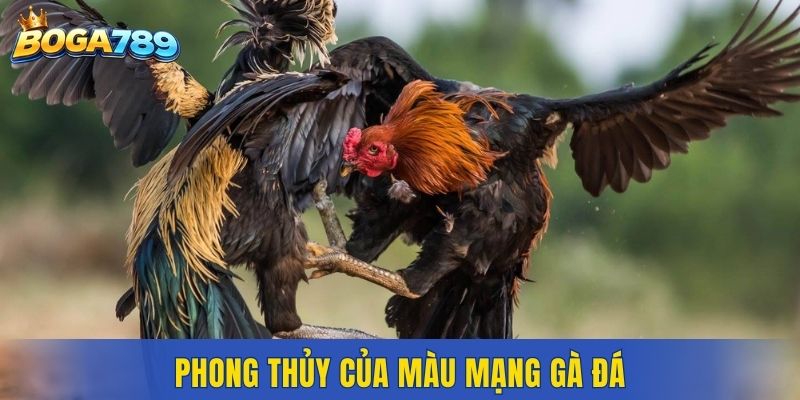 Phong thủy của màu mạng gà đá
