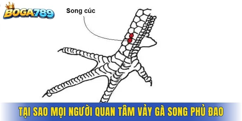 Tại sao mọi người quan tâm vảy gà song phủ đao
