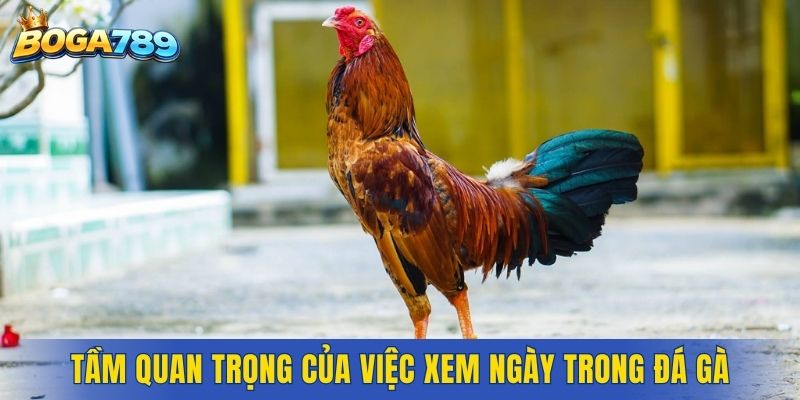Tầm quan trọng của việc xem ngày trong đá gà