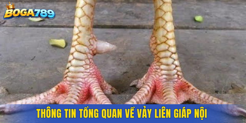 Thông tin tổng quan về Vảy Liên Giáp Nội