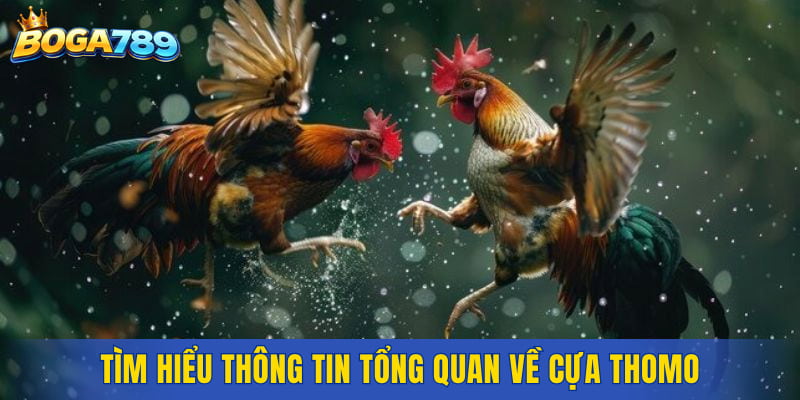 Tìm hiểu thông tin tổng quan về cựa Thomo