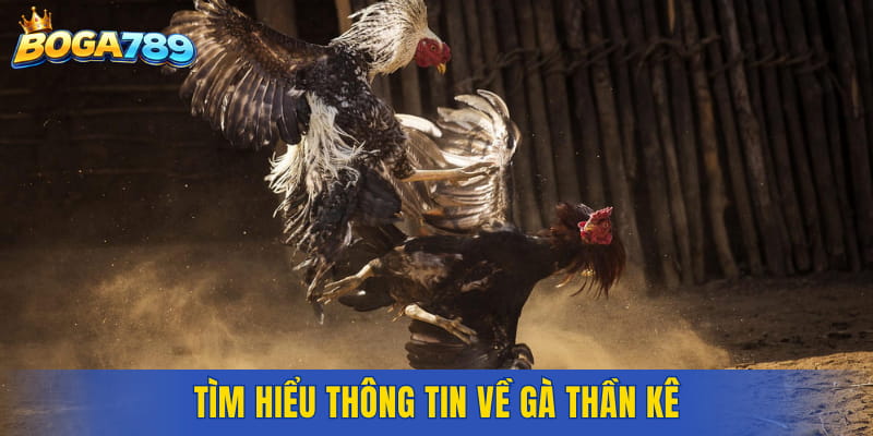 Tìm hiểu thông tin về gà thần kê