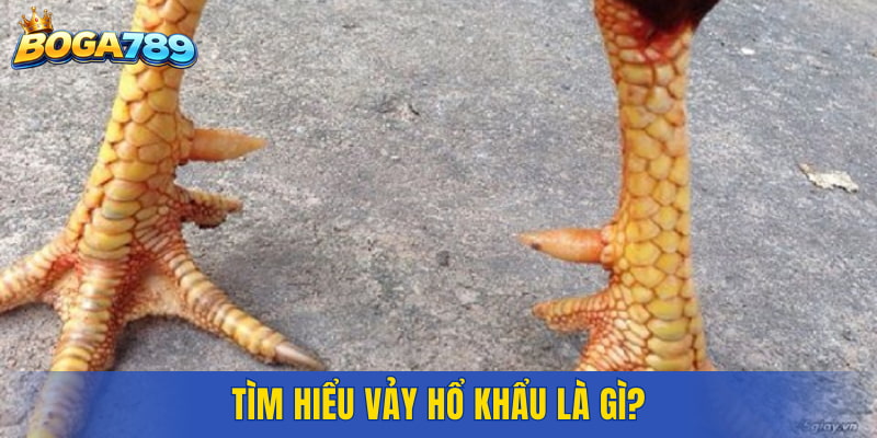 Tìm hiểu vảy Hổ Khẩu là gì?