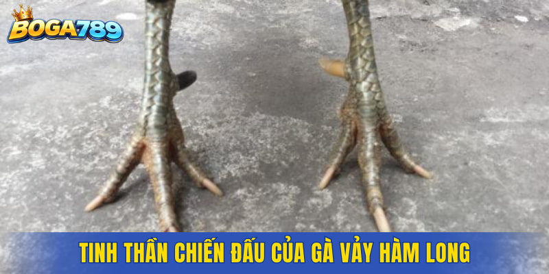 Tinh thần chiến đấu của gà Vảy Hàm Long