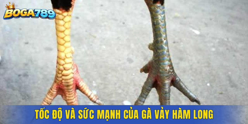Tốc độ và sức mạnh của gà Vảy Hàm Long