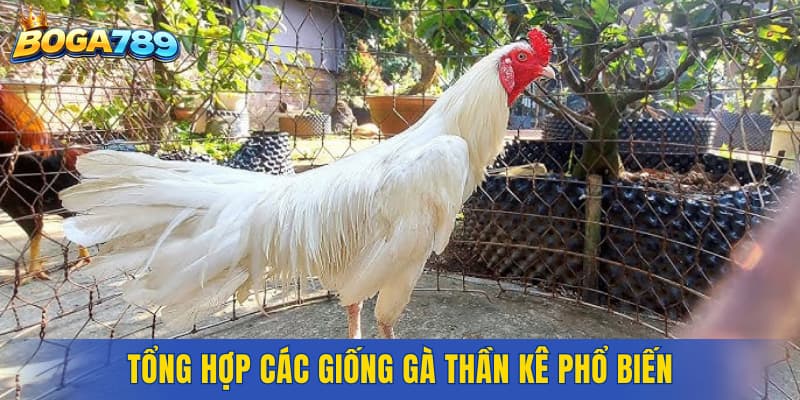 Tổng hợp các giống gà thần kê phổ biến