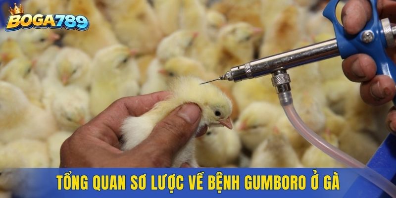 Tổng quan sơ lược về bệnh Gumboro ở gà