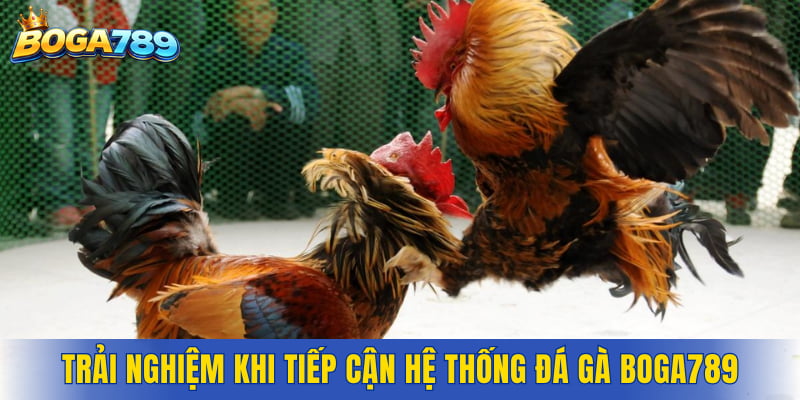 Trải nghiệm và cảm nhận khi tiếp cận hệ thống đá gà Boga789